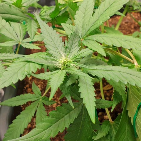 Nova growlog timeline photo