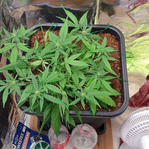 Nova growlog timeline photo