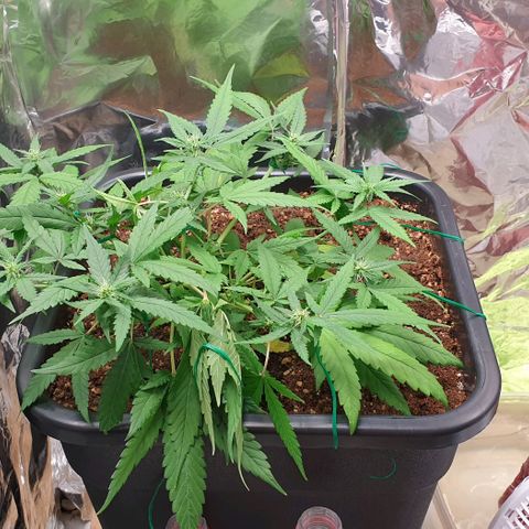 Nova growlog timeline photo