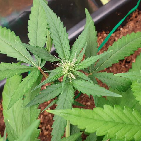 Nova growlog timeline photo