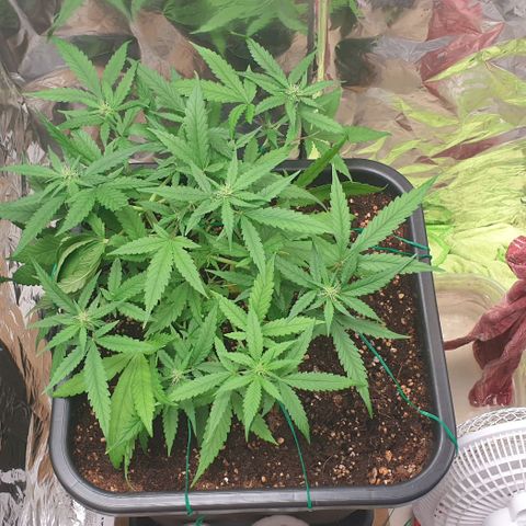 Nova growlog timeline photo