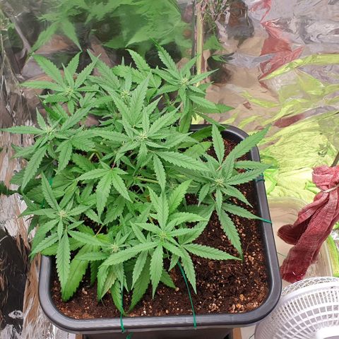 Nova growlog timeline photo