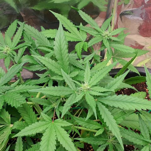 Nova growlog timeline photo