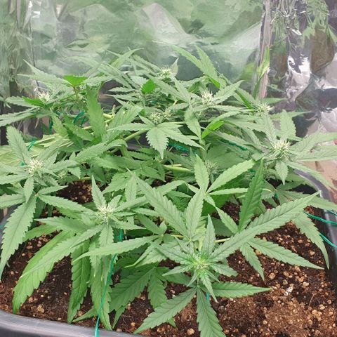 Nova growlog timeline photo