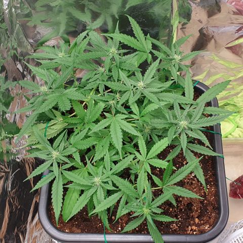 Nova growlog timeline photo