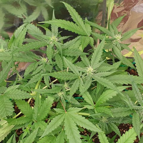Nova growlog timeline photo