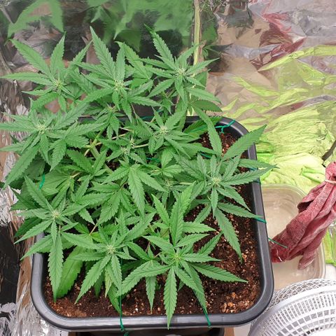 Nova growlog timeline photo