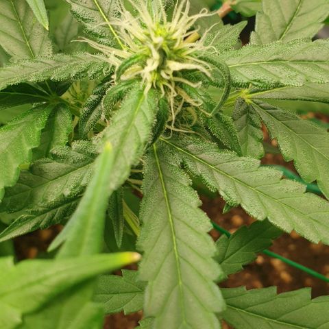Nova growlog timeline photo