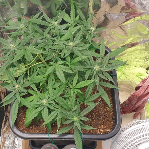 Nova growlog timeline photo