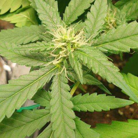 Nova growlog timeline photo