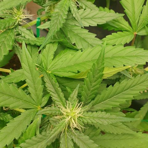 Nova growlog timeline photo