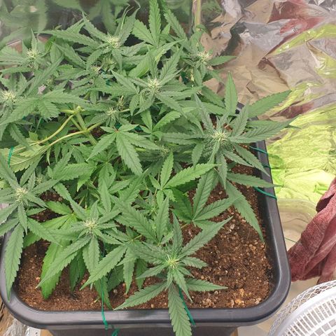 Nova growlog timeline photo