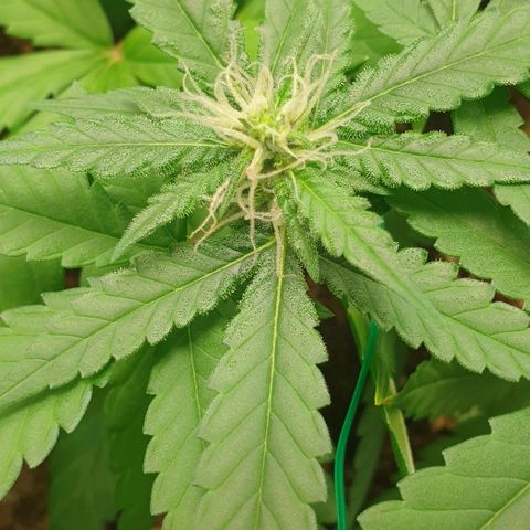 Nova growlog timeline photo