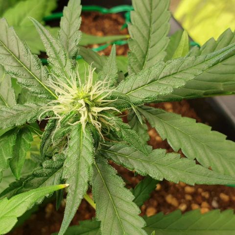 Nova growlog timeline photo
