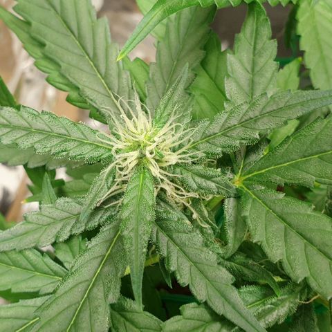 Nova growlog timeline photo