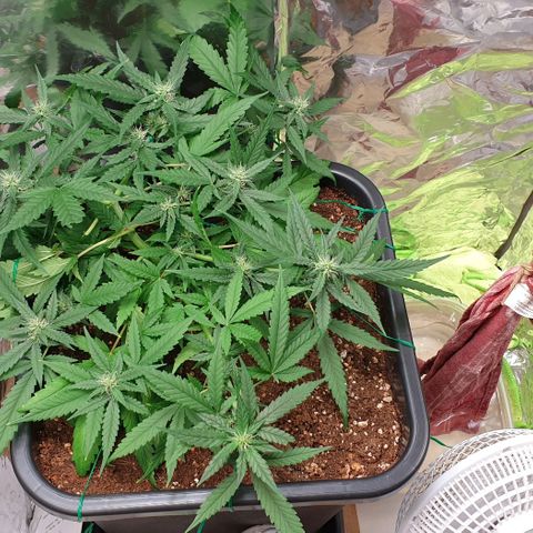 Nova growlog timeline photo
