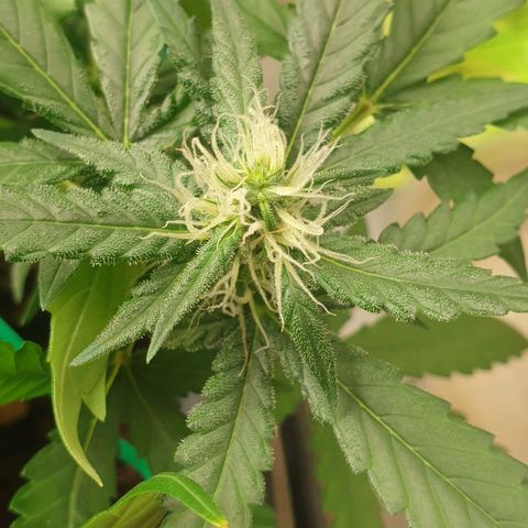 Nova growlog timeline photo