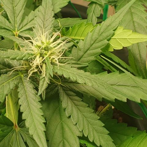 Nova growlog timeline photo