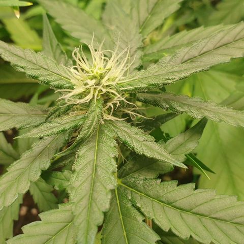 Nova growlog timeline photo
