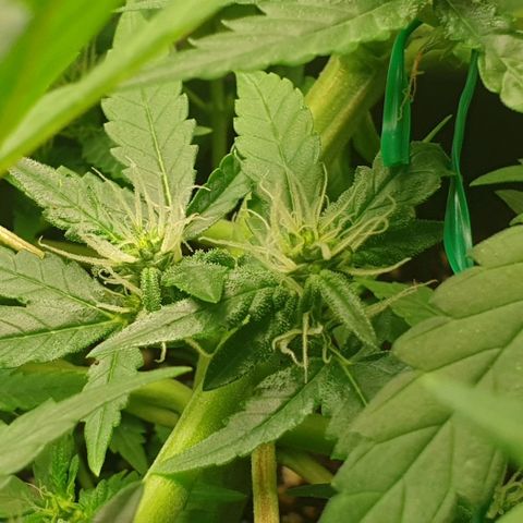 Nova growlog timeline photo