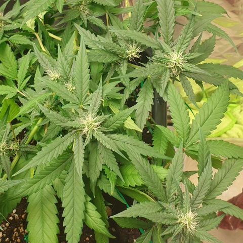 Nova growlog timeline photo