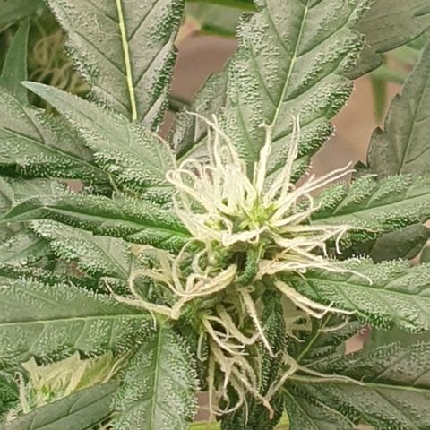 Nova growlog timeline photo
