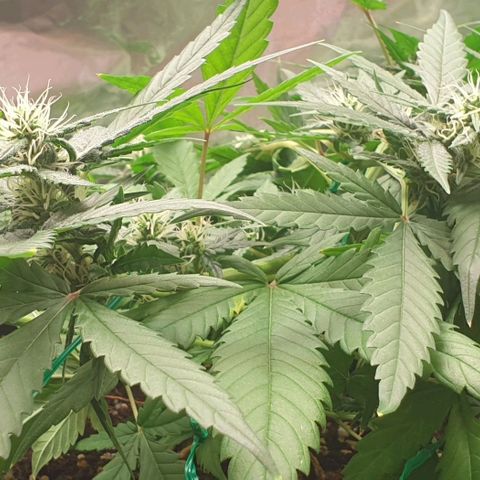 Nova growlog timeline photo