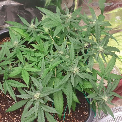 Nova growlog timeline photo