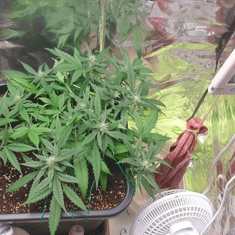Nova growlog timeline photo