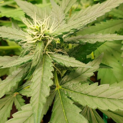 Nova growlog timeline photo