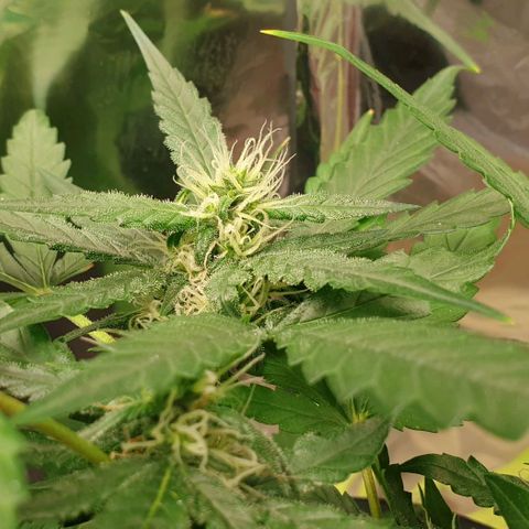 Nova growlog timeline photo