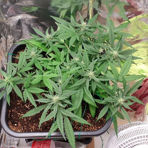 Nova growlog timeline photo