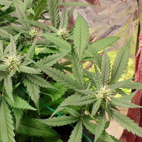 Nova growlog timeline photo