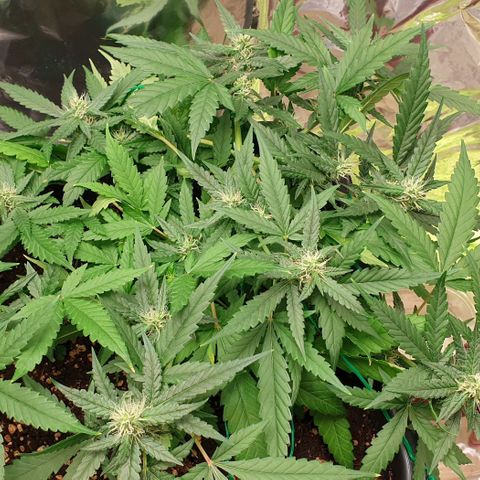 Nova growlog timeline photo