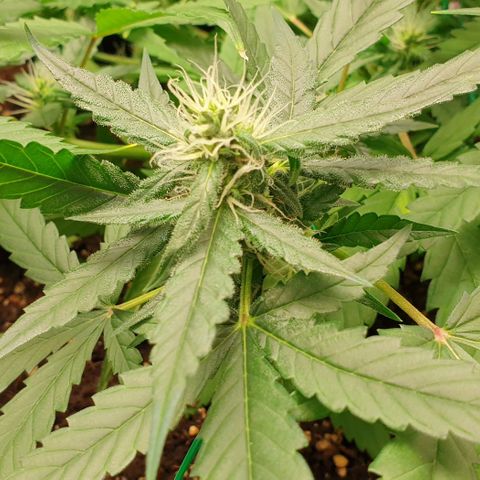 Nova growlog timeline photo