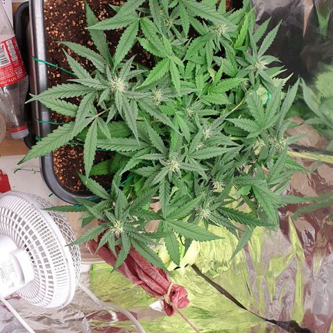 Nova growlog timeline photo