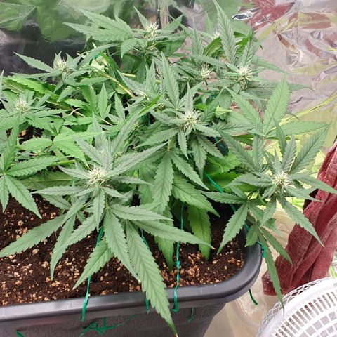 Nova growlog timeline photo