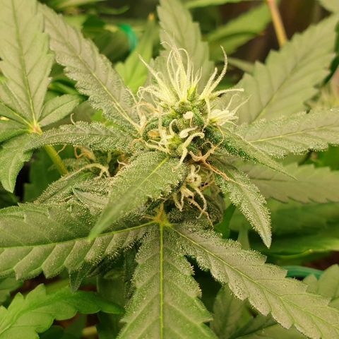 Nova growlog timeline photo