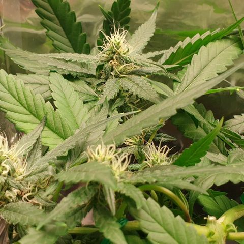Nova growlog timeline photo