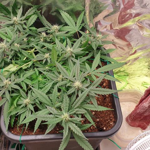 Nova growlog timeline photo