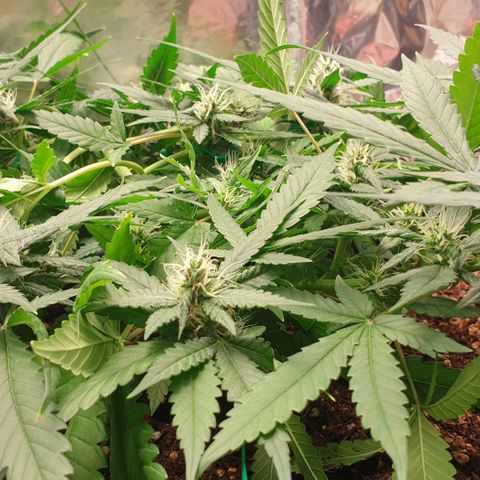 Nova growlog timeline photo