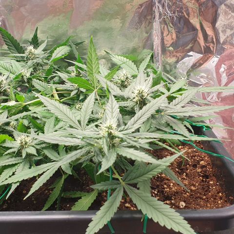 Nova growlog timeline photo