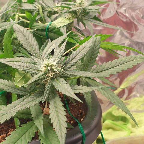 Nova growlog timeline photo