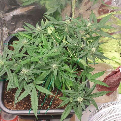 Nova growlog timeline photo