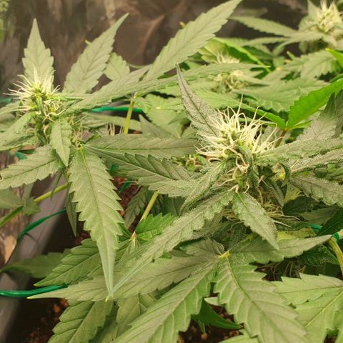 Nova growlog timeline photo