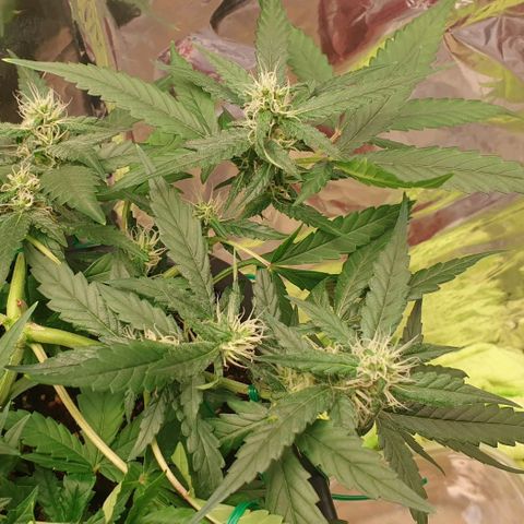 Nova growlog timeline photo