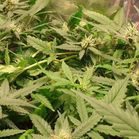 Nova growlog timeline photo