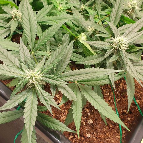 Nova growlog timeline photo