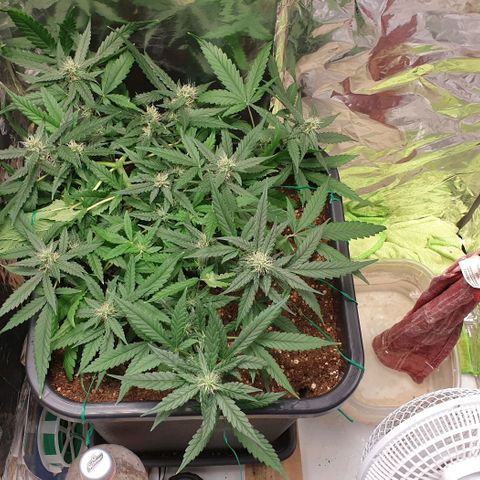 Nova growlog timeline photo
