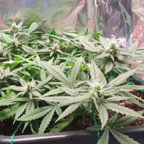 Nova growlog timeline photo